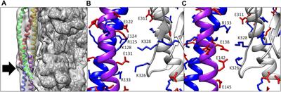 Modeling Human Cardiac Thin Filament Structures